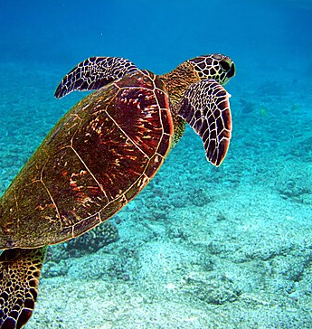 Green Turtle. Credit: Wikipedia